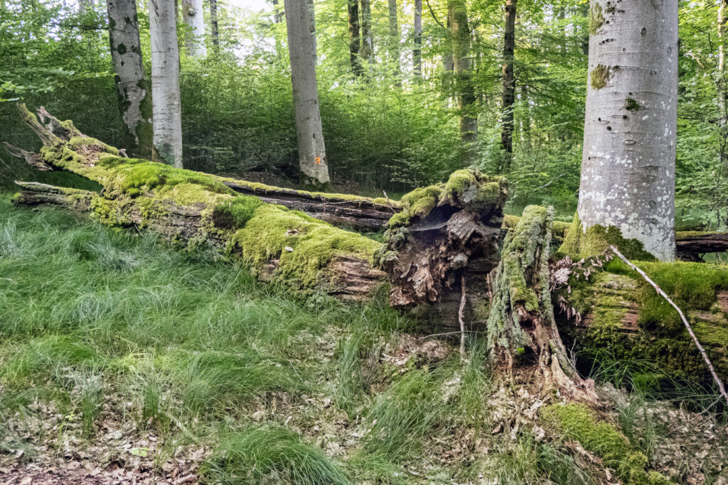 Bemooster Eichenstamm im Naturschutzgebiet Metzgergraben & Krone – Symbol für den Kreislauf von Leben und Vergehen in einem ursprünglichen Waldökosystem.