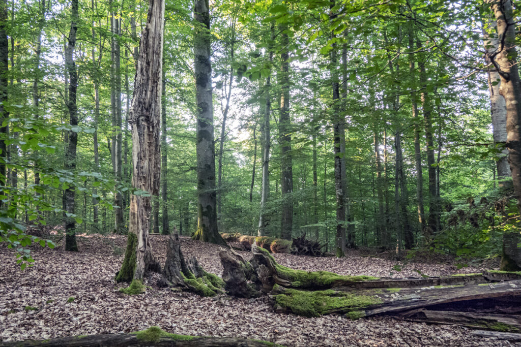 Morgenlicht im dichten Laubwald von Metzgergraben & Krone – knorrige Baumreste und bemooste Stämme prägen das urige Waldbild des ältesten Naturschutzgebiets Bayerns.