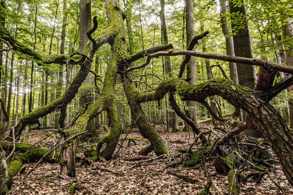 Twisting moss-covered branches in a dense forest scene from the Eichhall Nature Reserve in Germany