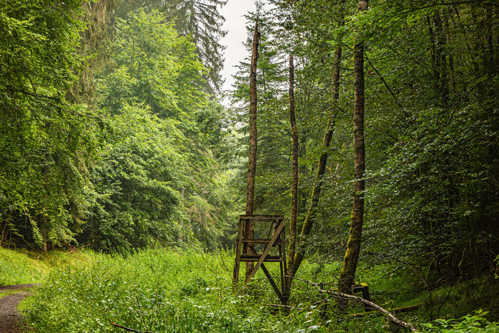 Wooden hunting stand along a lush forest trail in the Gaulkopf area of the Spessart, framed by rich greenery