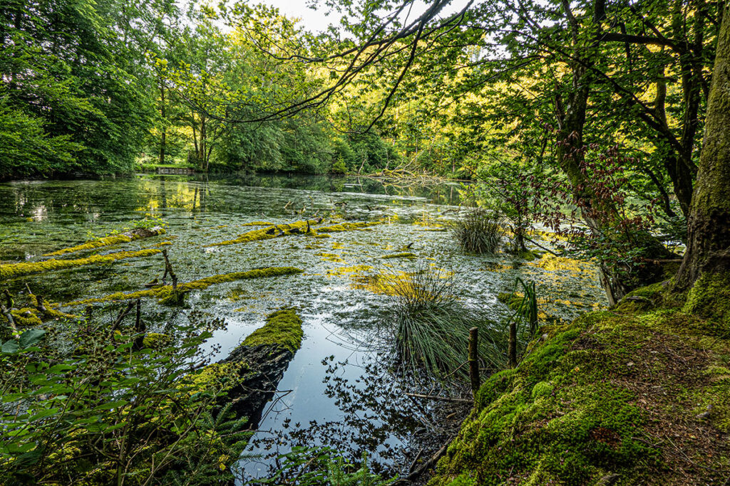A calm forest pond with floating logs, thick aquatic vegetation, and strong reflections of green foliage. The foreground features a moss-covered forest floor, reeds, and branches, while the warm sunlight in the background adds contrast and depth to this untouched natural scene.