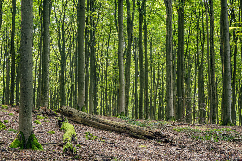 A dense beech forest in the Kreuzbuckel natural forest reserve, Spessart region, with moss-covered fallen trunks and towering trees in early summer light.