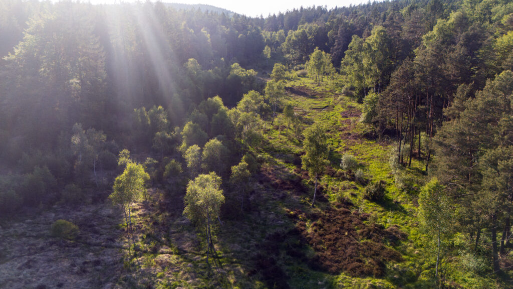 Ripresa serale con drone della Wiesbüttmoor con raggi di luce tra betulle e brughiere ai margini della foresta di Spessart.