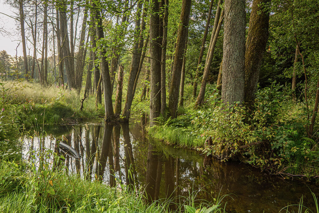 A quiet stream reflects the trees of the Spessart meadows near Heigenbrücken in the soft light of a summer evening.