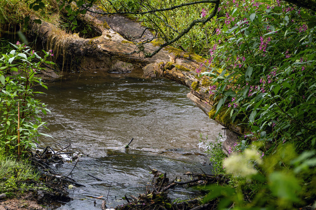 Bending stream surrounded by wildflowers and a mossy log in the Spessartwiesen nature reserve, Germany