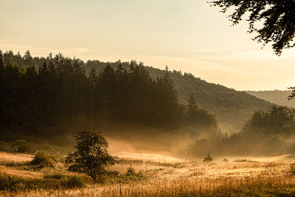 A peaceful meadow in the Spessart forest glows in golden morning mist with dark woods in the background.