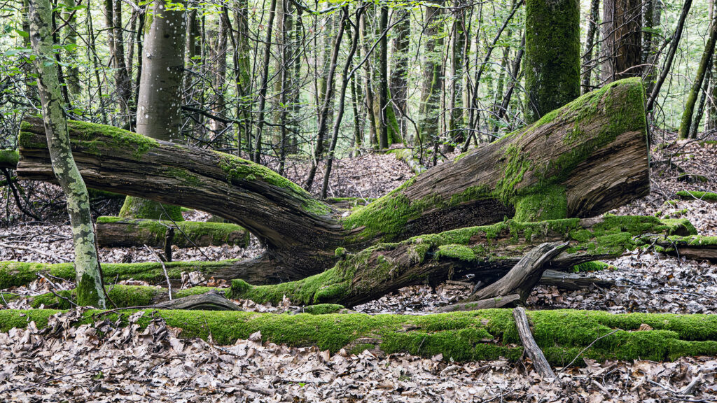 Travel photography project capturing ancient forests in Germany