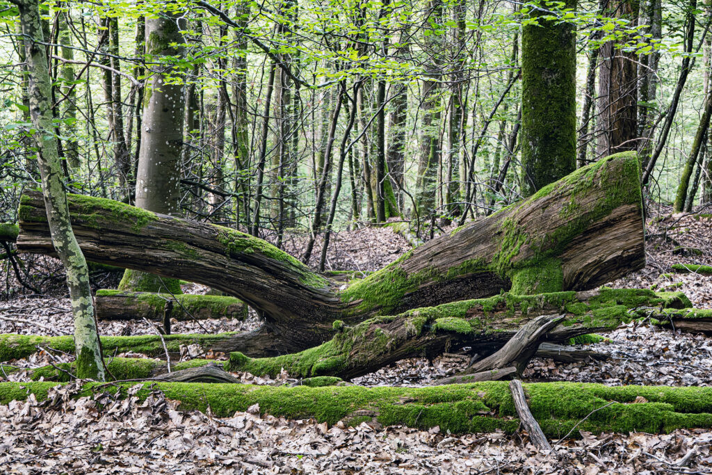 Moss-covered fallen oak trunk in the oak forests of the Spessart, lying on the woodland floor and reflecting the slow, timeless character of this travel photography project.