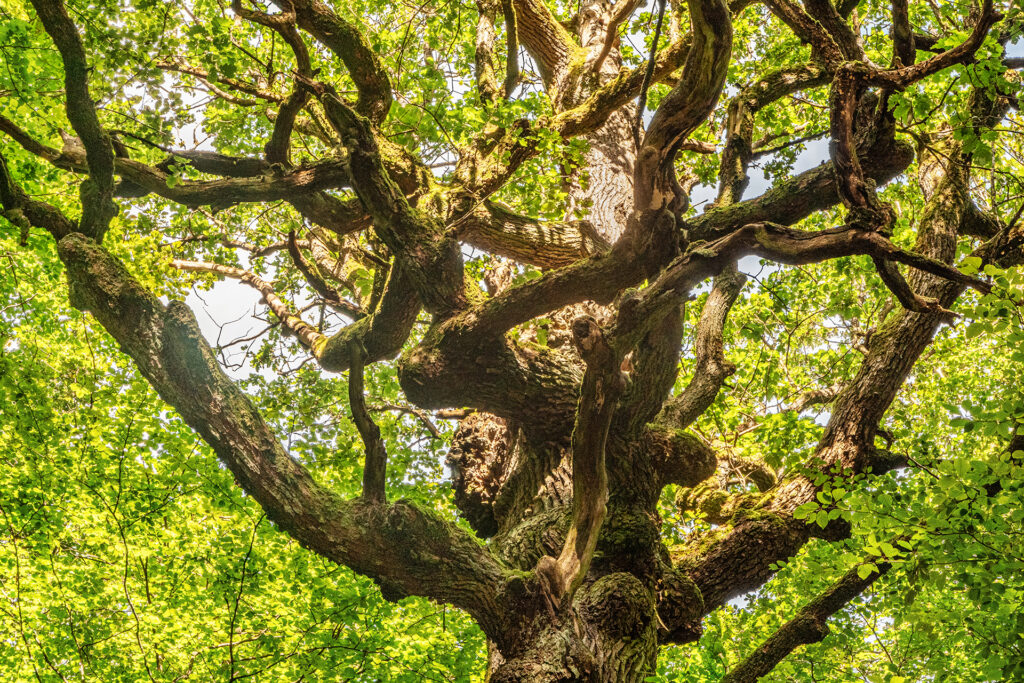 A towering oak tree viewed from below, with thick, gnarled branches reaching outward through a vivid green canopy in the protected Rohrberg forest.