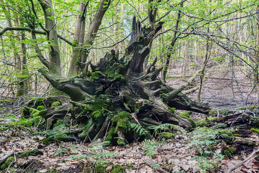 An uprooted tree root, covered in moss and ferns, forms a dramatic crown on the forest floor of the protected Rohrberg oak woodland in Hesse, Germany.