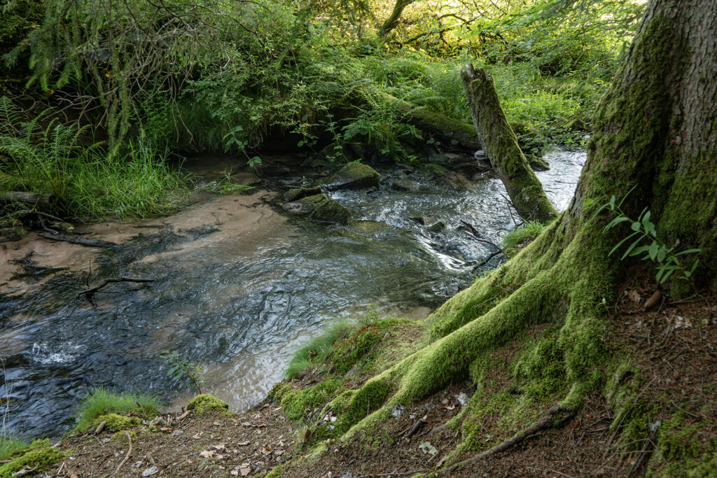 Small forest stream flowing through the Hafenlohr Valley, framed by moss-covered tree roots and dense greenery in the Spessart forest.