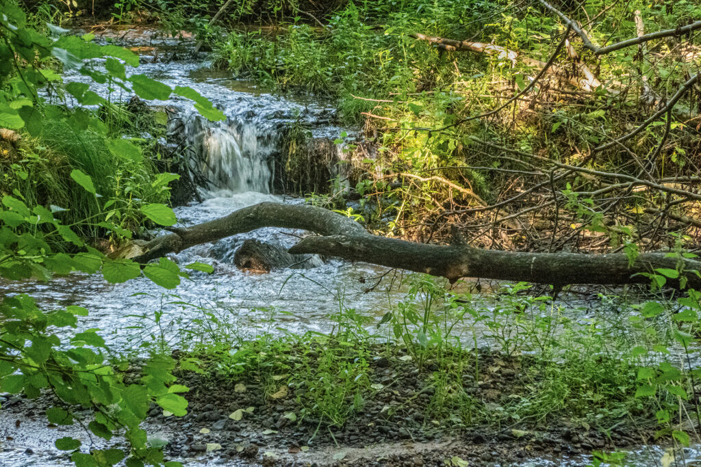 Small cascade on the Hafenlohr stream with flowing water, fallen tree branch, and dense green vegetation in the Spessart forest.