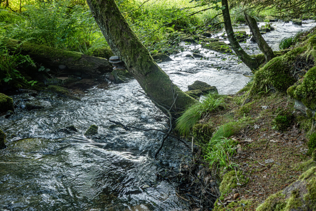 Flowing forest stream in the Hafenlohr Valley, bordered by mossy banks, leaning trees, and dense greenery in the Spessart forest.
