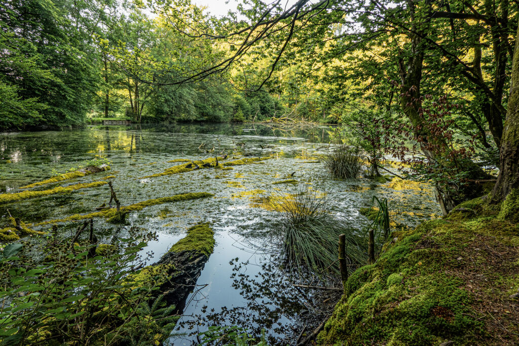 Still ponds of the Dianateiche surrounded by dense forest, fallen trunks, and floating vegetation in the Hafenlohr Valley, Spessart.