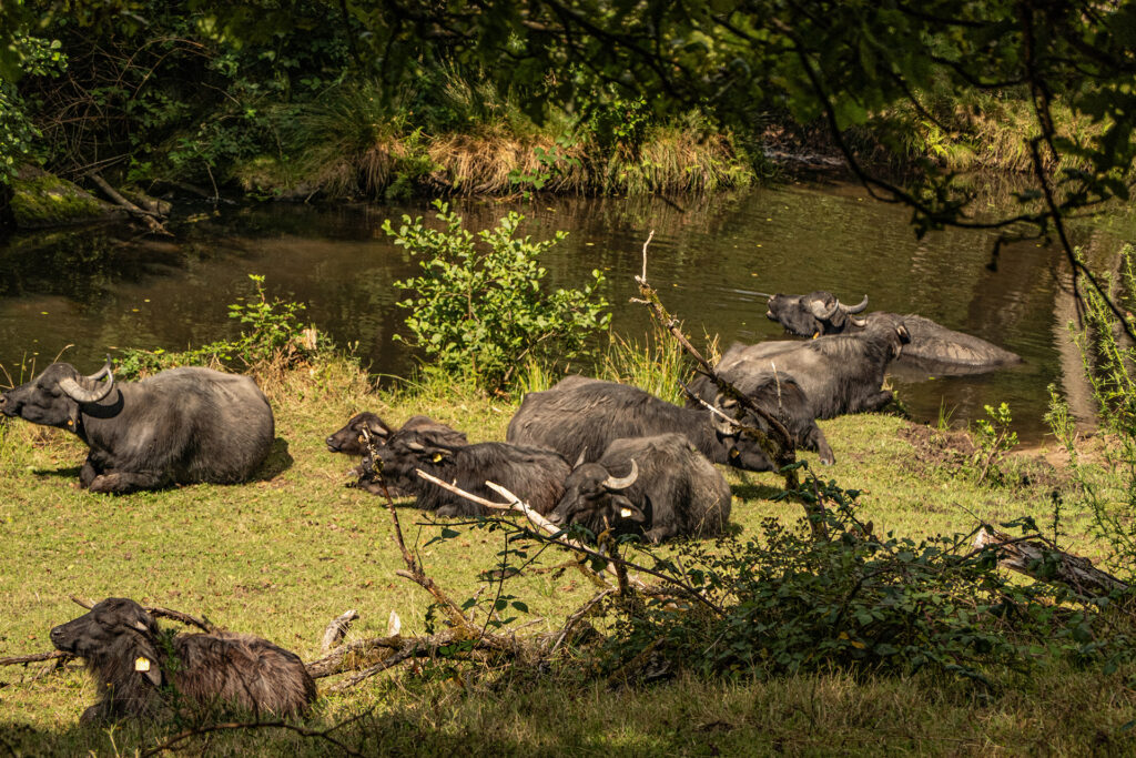 Group of water buffalo resting beside the Hafenlohr stream, partially in shade near calm water and grassy banks in the Spessart forest.