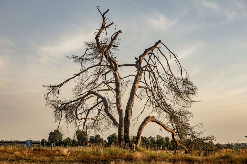 Alzenauer Sande inland dunes with sculptural trees shaped by wind and time