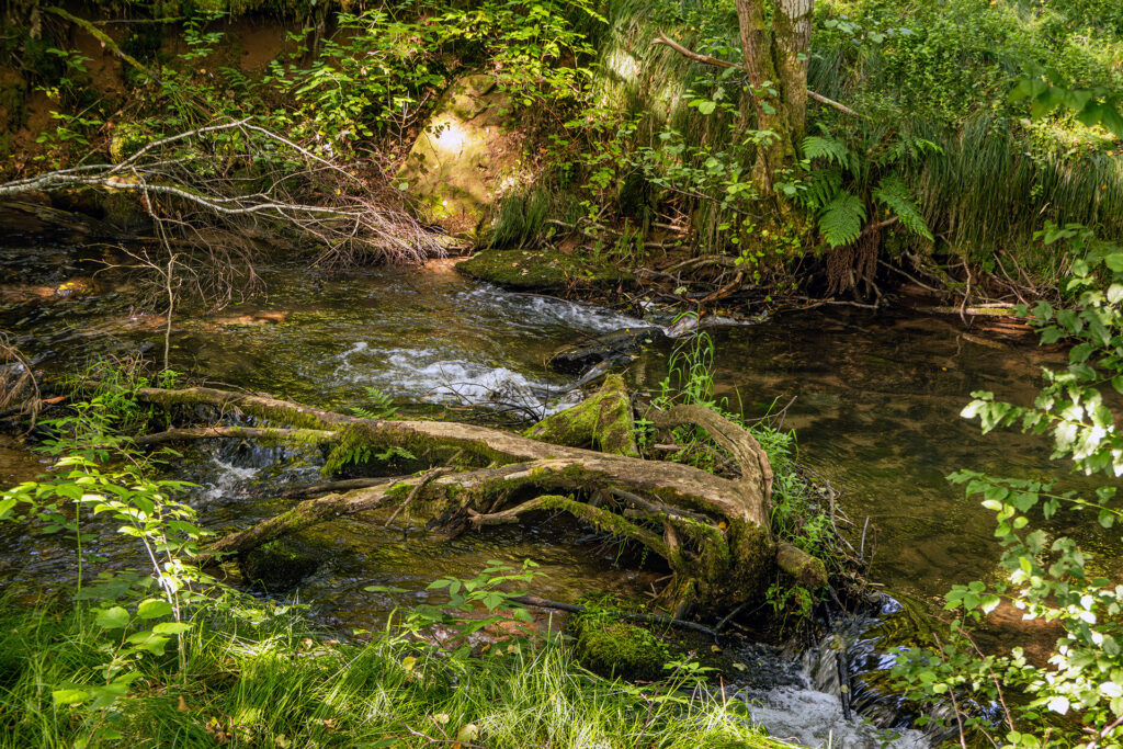 Moss-covered tree roots crossing the shallow Aubach stream in a quiet Spessart forest setting.
