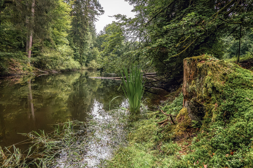 Spessart water landscapes with forest lake and wet meadows