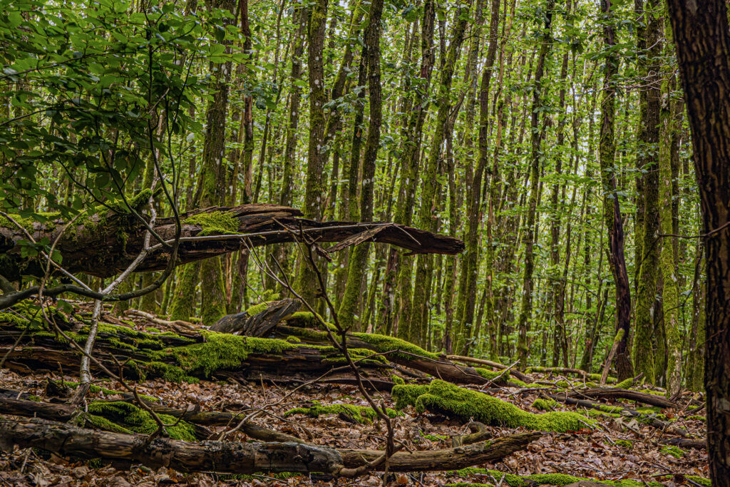 Fallen moss-covered tree trunks resting on the forest floor in a dense deciduous woodland with vertical tree lines.