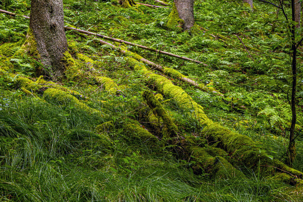 Moss-covered fallen tree trunks lying on a fern-covered forest slope with dense green ground vegetation in the Spessart.