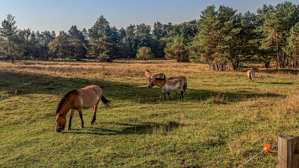 Przewalski’s horses grazing on open grassland within a former military training area in the Spessart, now protected as a nature reserve.
