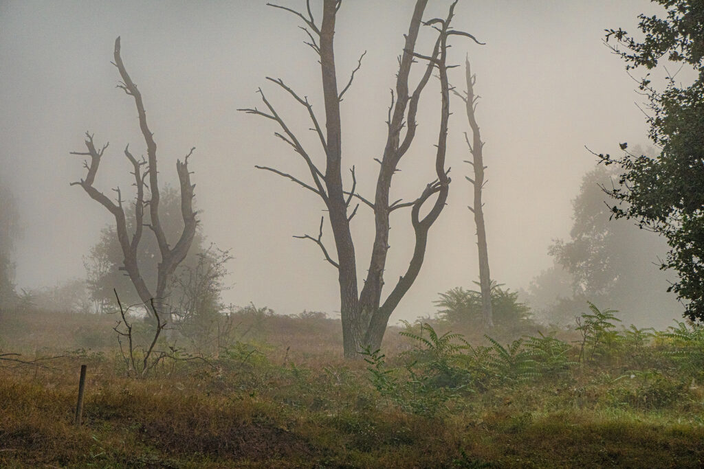 Bare tree silhouettes standing in a fog-covered clearing, with soft light and low vegetation in the Spessart forest
