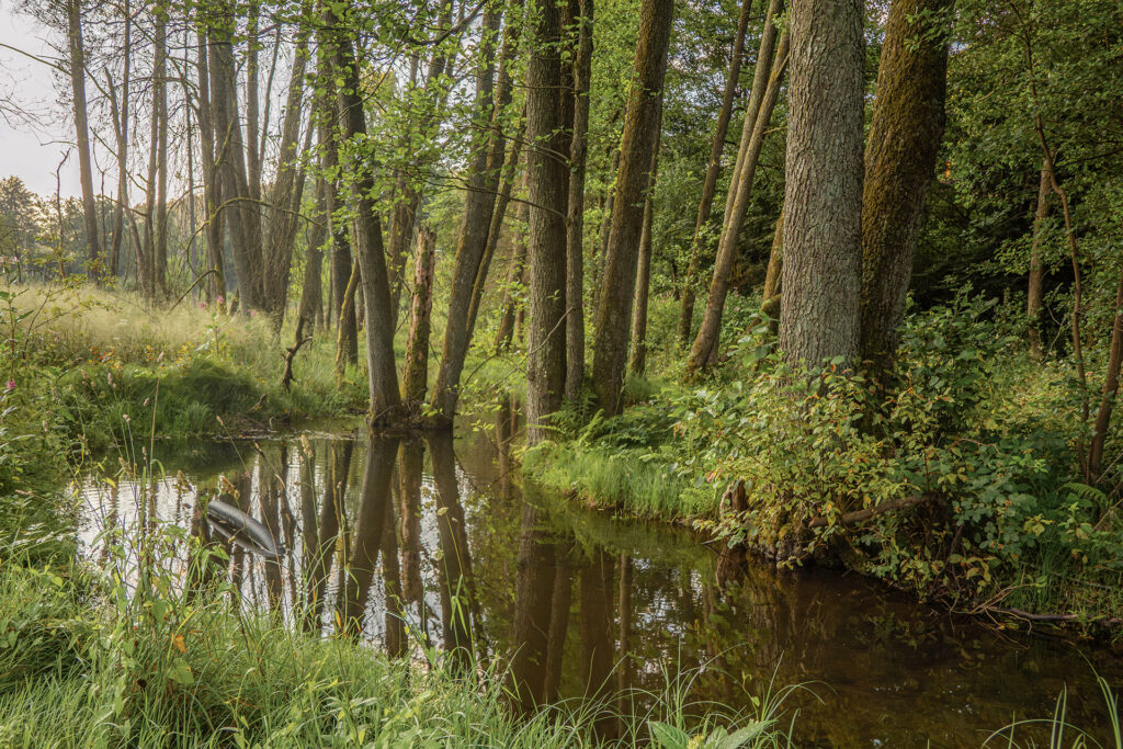 Spessart water landscapes with forest stream, wet meadows, and deciduous woodland
