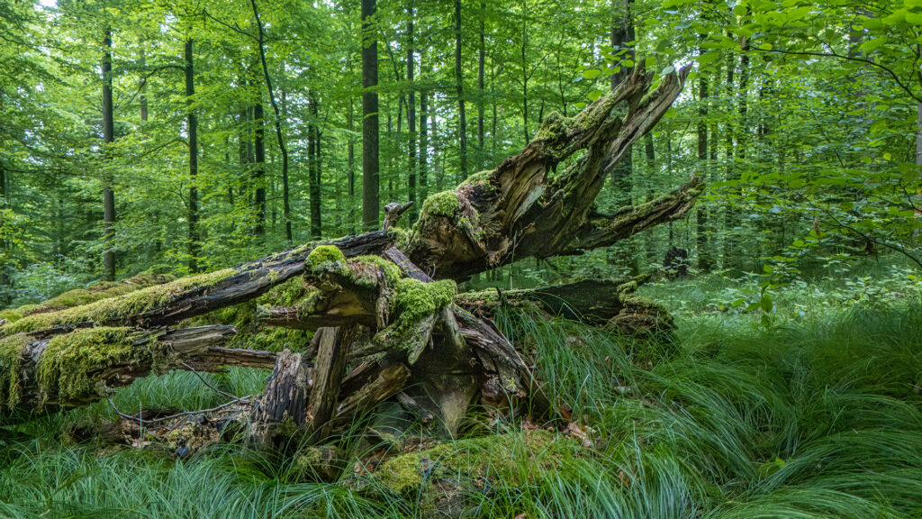 Fallen oak tree covered in moss in the ancient forests of Metzgergraben & Krone, Spessart