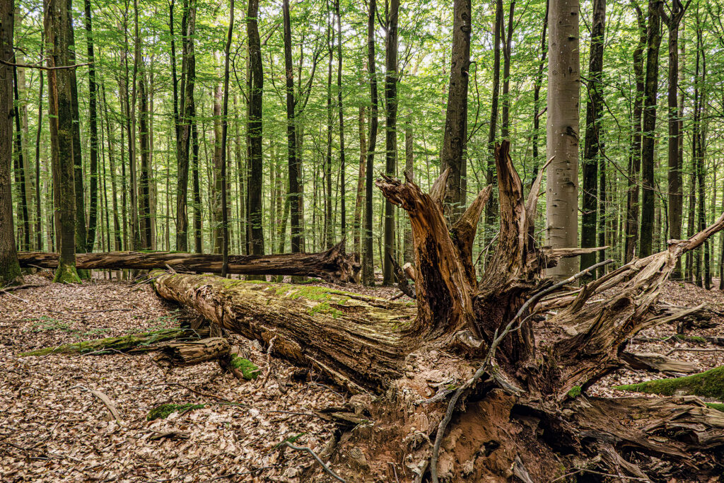 Fallen deadwood and towering beech trees in Oak Forest Eichhall, a natural woodland area in the Spessart, Germany.